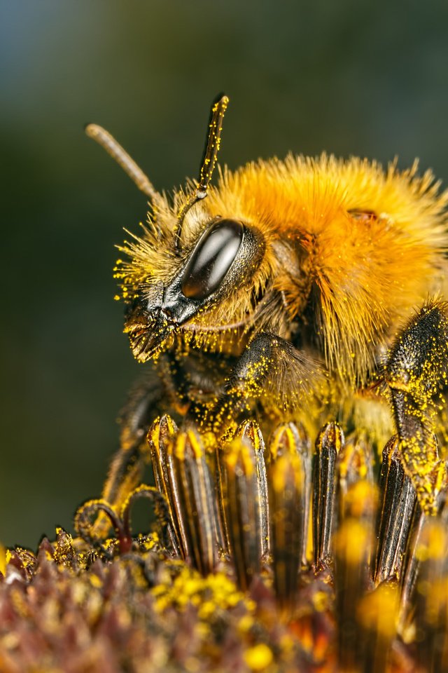 Обои насекомое, цветок, пчела, пыльца, insect, flower, bee, pollen разрешение 2048x1365 Загрузить