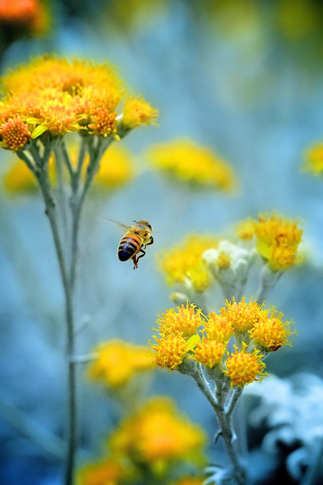 Обои цветы, насекомое, растение, пчела, flowers, insect, plant, bee разрешение 4500x2945 Загрузить
