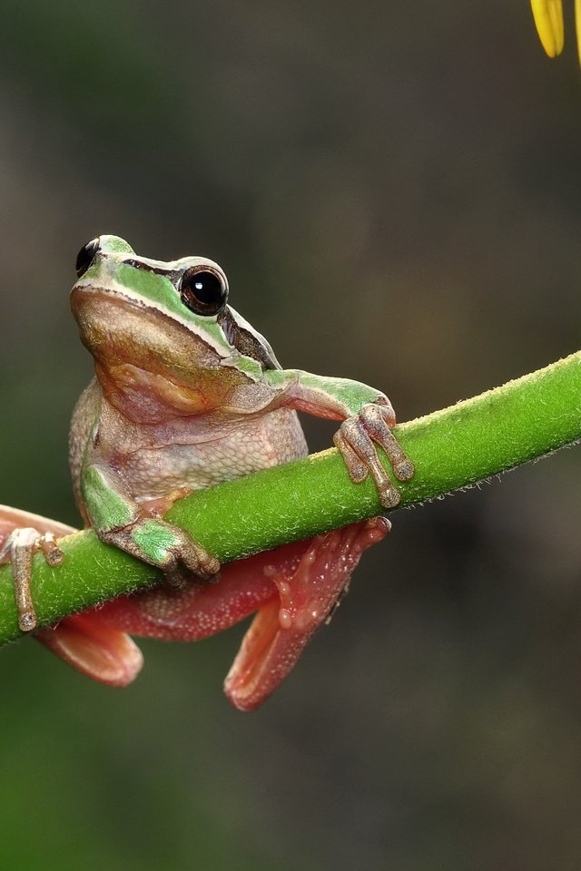 Обои макро, цветок, лягушка, стебель, macro, flower, frog, stem разрешение 2048x1413 Загрузить