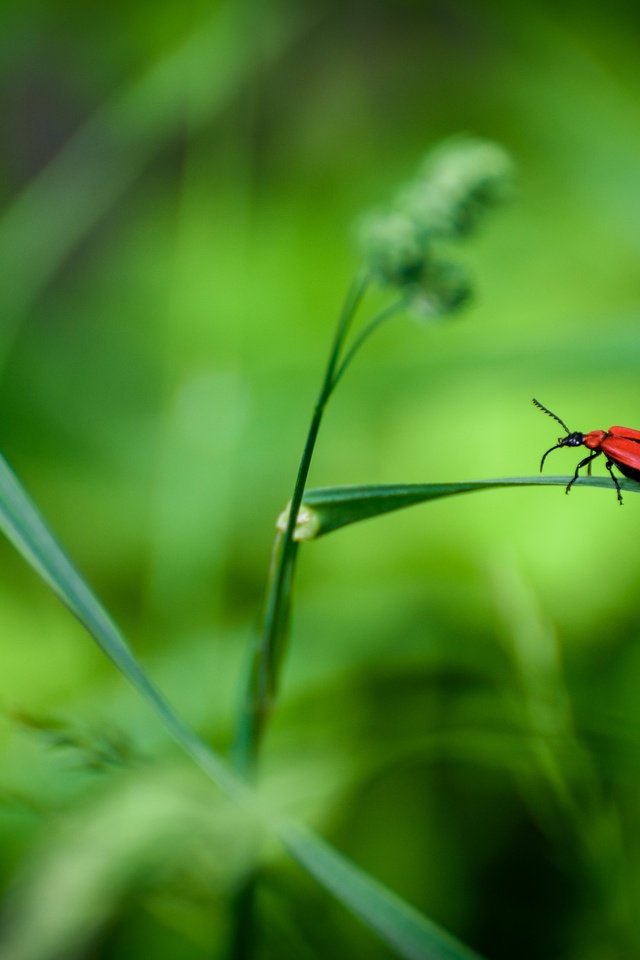 Обои трава, жук, макро, насекомое, grass, beetle, macro, insect разрешение 2880x1923 Загрузить