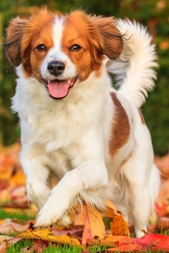 Обои листья, настроение, осень, собака, радость, коикерхондье, leaves, mood, autumn, dog, joy, kooikerhondje разрешение 2560x1707 Загрузить