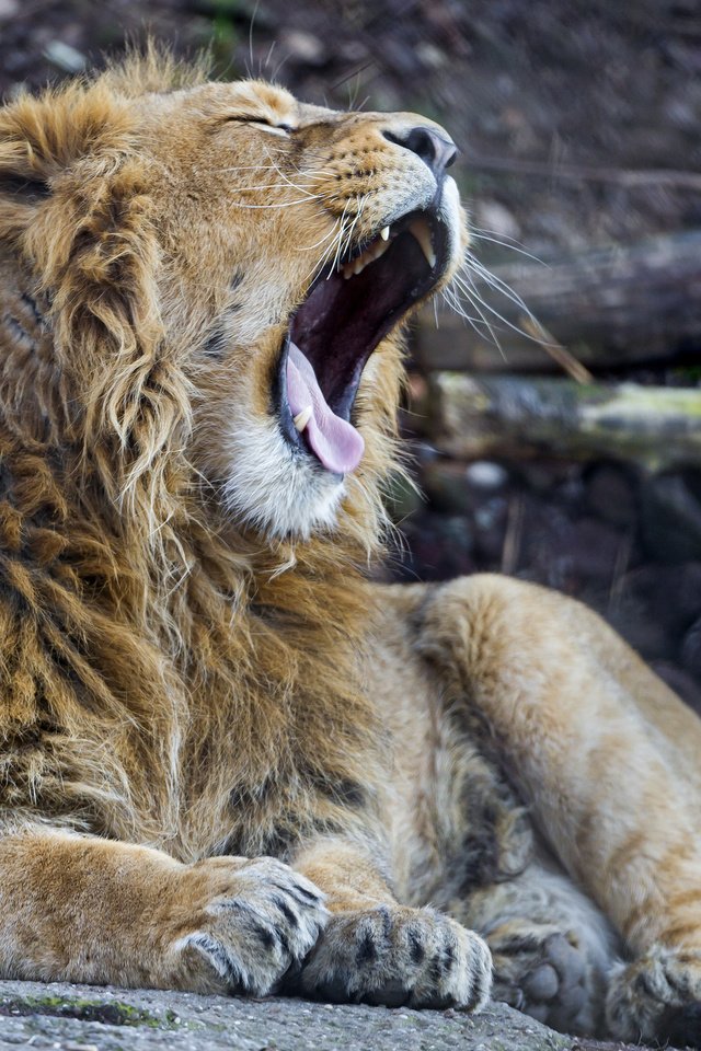 Обои кошка, лев, язык, зевает, ©tambako the jaguar, cat, leo, language, yawns разрешение 2048x1536 Загрузить