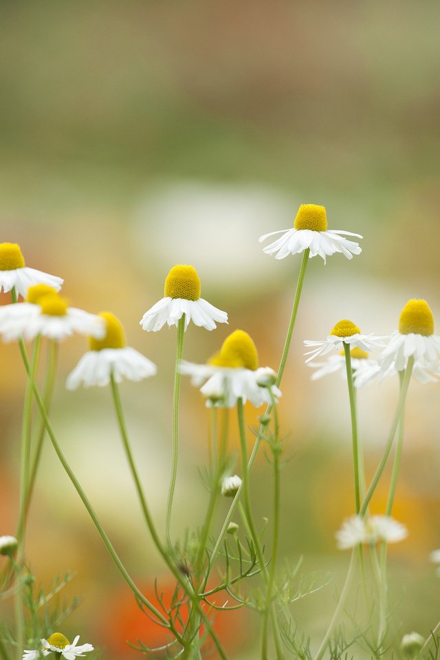 Обои цветы, лепестки, луг, ромашки, flowers, petals, meadow, chamomile разрешение 2048x1326 Загрузить