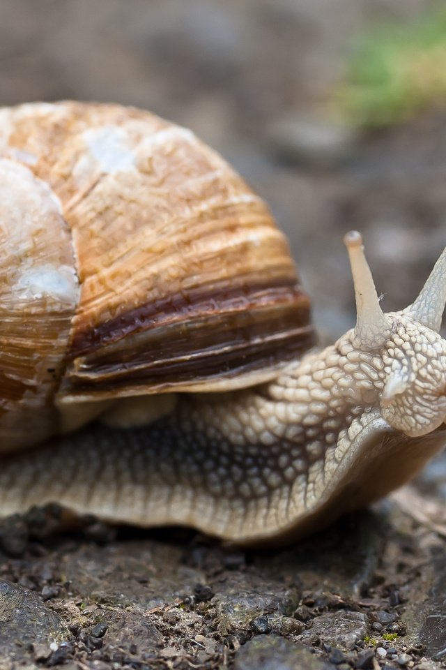 Обои макро, улитка, раковина, брюхоногий моллюск, macro, snail, sink разрешение 3364x2238 Загрузить