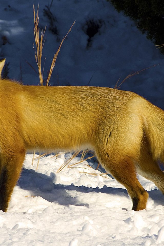 Обои снег, зима, взгляд, рыжая, лиса, лисица, snow, winter, look, red, fox разрешение 4314x2975 Загрузить