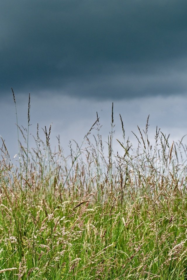 Обои трава, тучи, макро, лето, луг, grass, clouds, macro, summer, meadow разрешение 2560x1920 Загрузить
