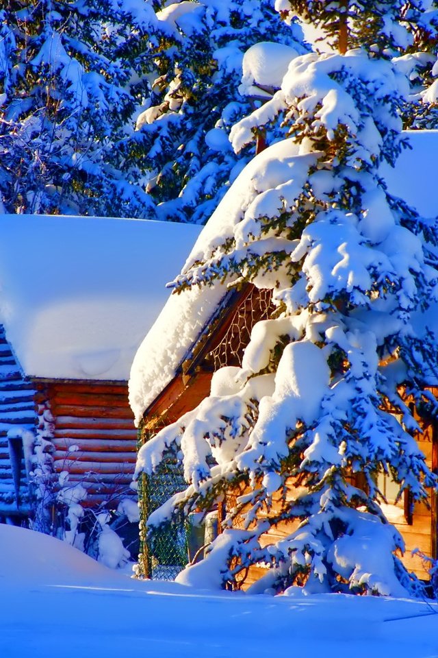 Обои снег, природа, зима, фото, дома, ель, snow, nature, winter, photo, home, spruce разрешение 1920x1200 Загрузить