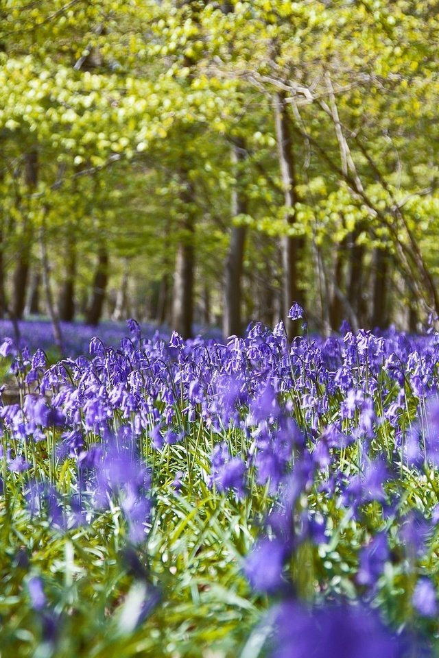 Обои цветы, природа, лес, flowers, nature, forest разрешение 2048x1278 Загрузить