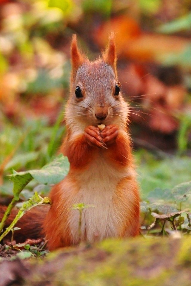 Обои трава, листья, осень, белочка, grass, leaves, autumn, squirrel разрешение 1920x1080 Загрузить