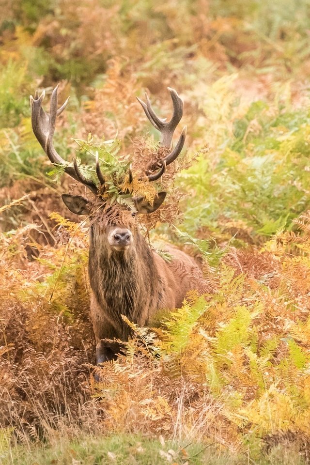 Обои олень, осень, рога, заросли, deer, autumn, horns, thickets разрешение 2000x1335 Загрузить