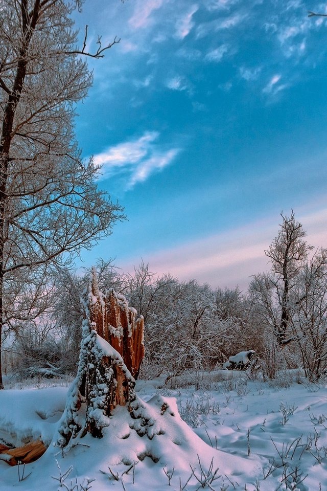 Обои небо, облака, деревья, снег, природа, лес, зима, the sky, clouds, trees, snow, nature, forest, winter разрешение 1920x1286 Загрузить