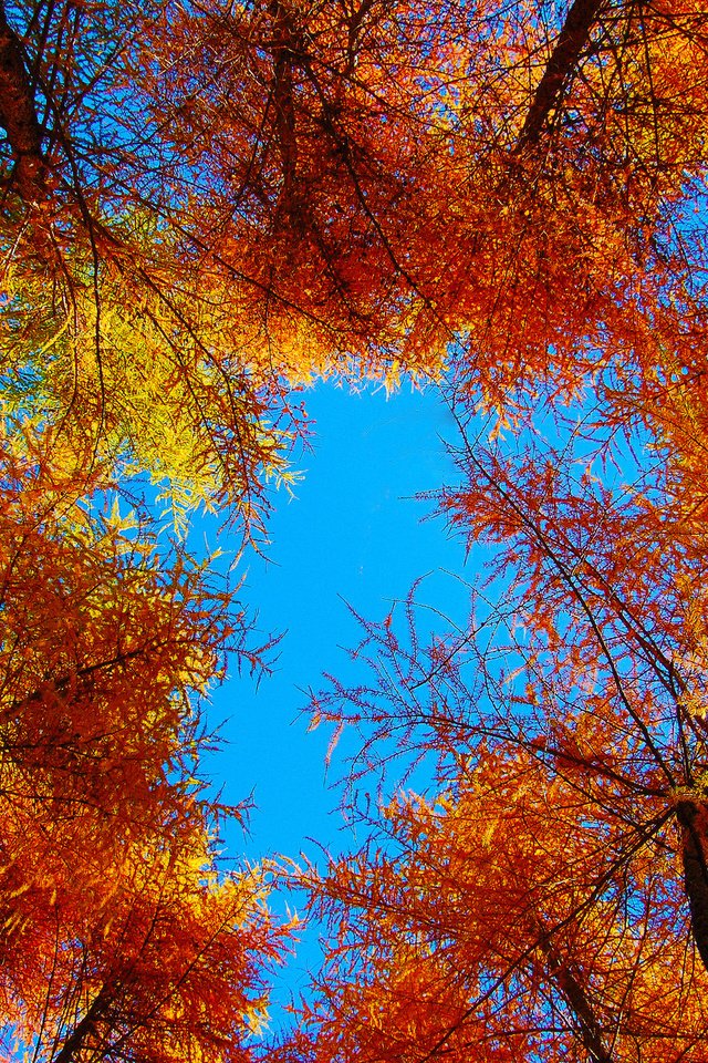 Обои небо, деревья, листья, осень, the sky, trees, leaves, autumn разрешение 2048x1362 Загрузить