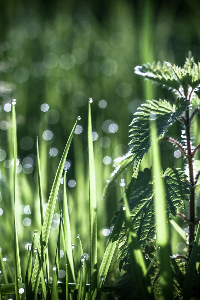 Обои трава, роса, боке, крапива, antonio coelho, grass, rosa, bokeh, nettle разрешение 2048x1365 Загрузить