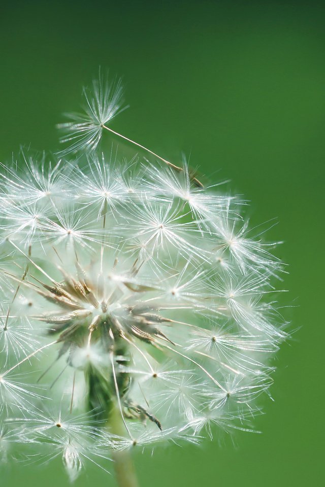 Обои цветок, одуванчик, былинка, flower, dandelion, blade of grass разрешение 2048x1366 Загрузить