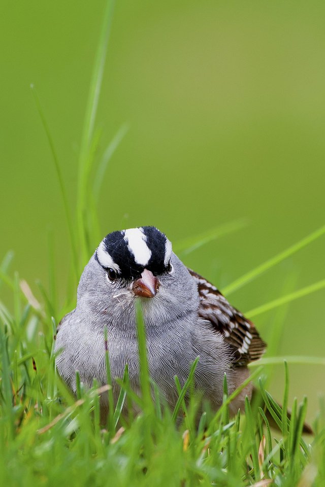 Обои трава, белый, птица, воробей, коронованный, grass, white, bird, sparrow, crowned разрешение 2048x1325 Загрузить