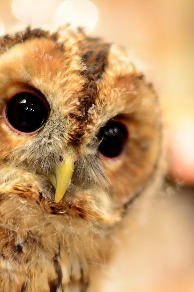 Обои сова, природа, фон, клюв, совенок, owl, nature, background, beak, owlet разрешение 2048x1356 Загрузить