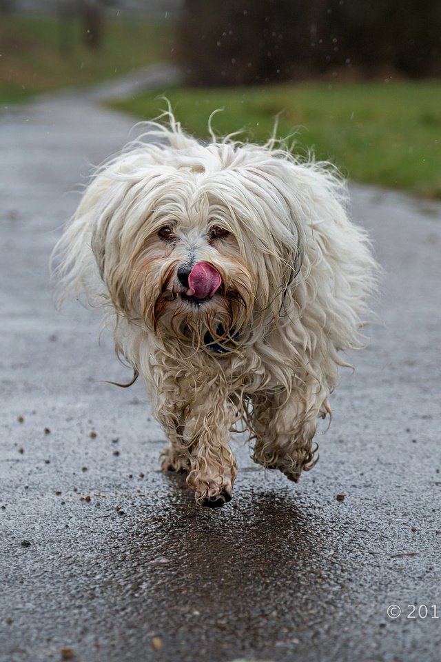 Обои собака, язык, бег, гаванский бишон, бишон, ralf bitzer, dog, language, running, the havanese, bichon разрешение 2048x1365 Загрузить