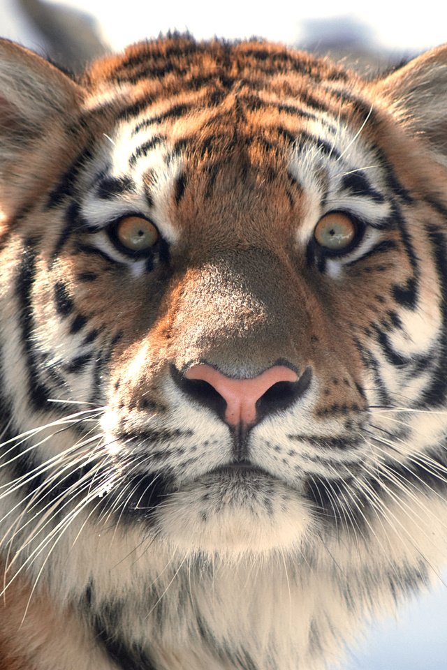 Обои тигр, морда, кошка, взгляд, амурский, tiger, face, cat, look, amur разрешение 3346x2240 Загрузить