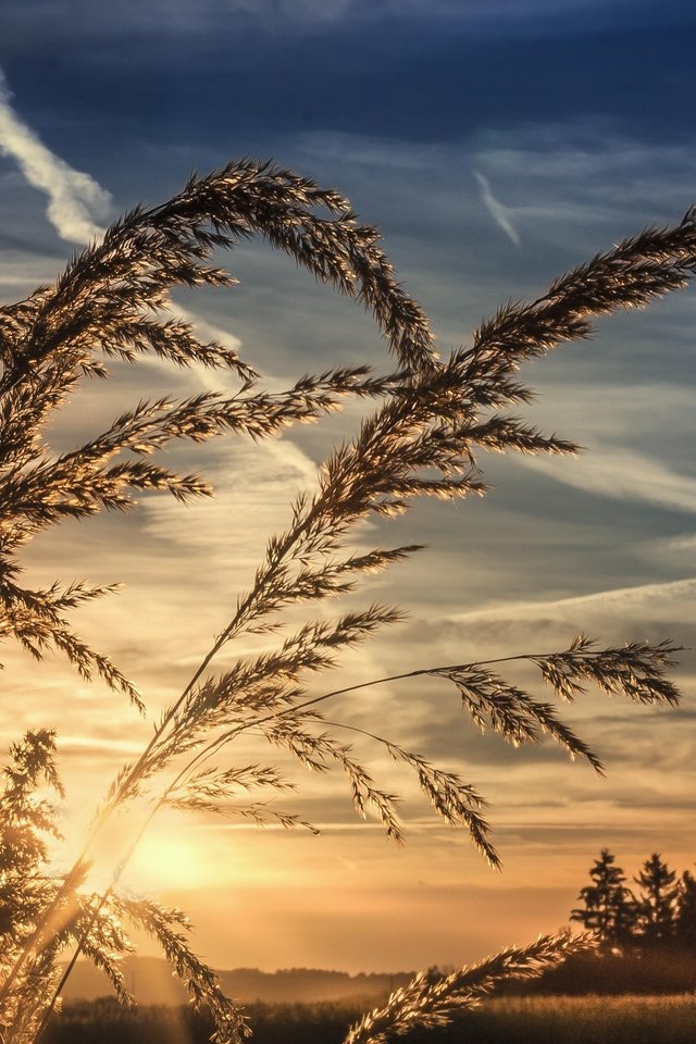 Обои небо, трава, облака, природа, закат, горизонт, колоски, the sky, grass, clouds, nature, sunset, horizon, spikelets разрешение 3888x2592 Загрузить