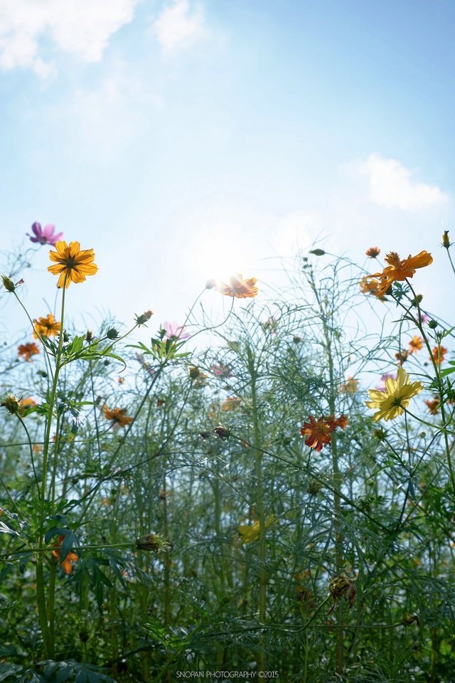 Обои небо, цветы, облака, солнце, бутоны, листья, стебли, the sky, flowers, clouds, the sun, buds, leaves, stems разрешение 2048x1280 Загрузить