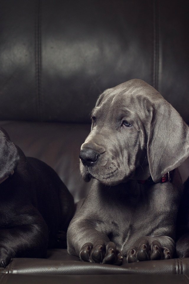 Обои щенки, собаки, немецкий дог, трио, дог, немецкий, троица, puppies, dogs, great dane, trio, dog, german, trinity разрешение 2048x1366 Загрузить