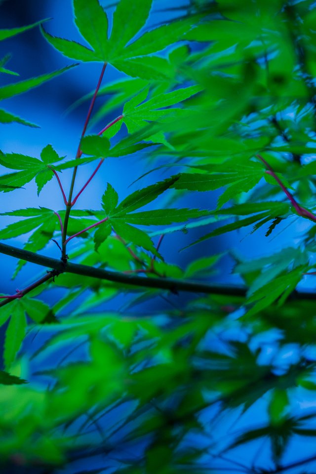 Обои дерево, листья, ветки, японский клен, tree, leaves, branches, japanese maple разрешение 2048x1365 Загрузить