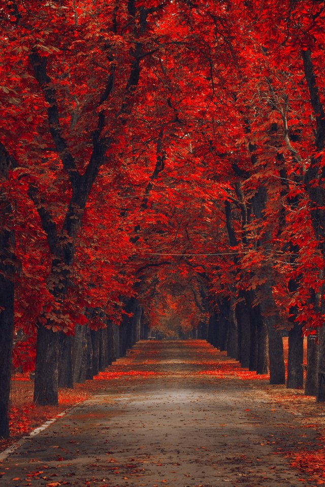 Обои деревья, парк, осень, trees, park, autumn разрешение 2046x1418 Загрузить