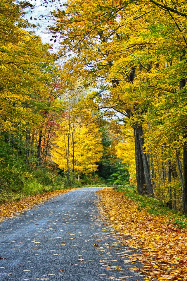 Обои дорога, деревья, лес, пейзаж, осень, road, trees, forest, landscape, autumn разрешение 3456x1853 Загрузить