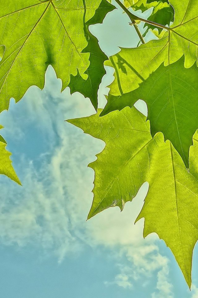 Обои небо, листья, макро, the sky, leaves, macro разрешение 2590x1730 Загрузить