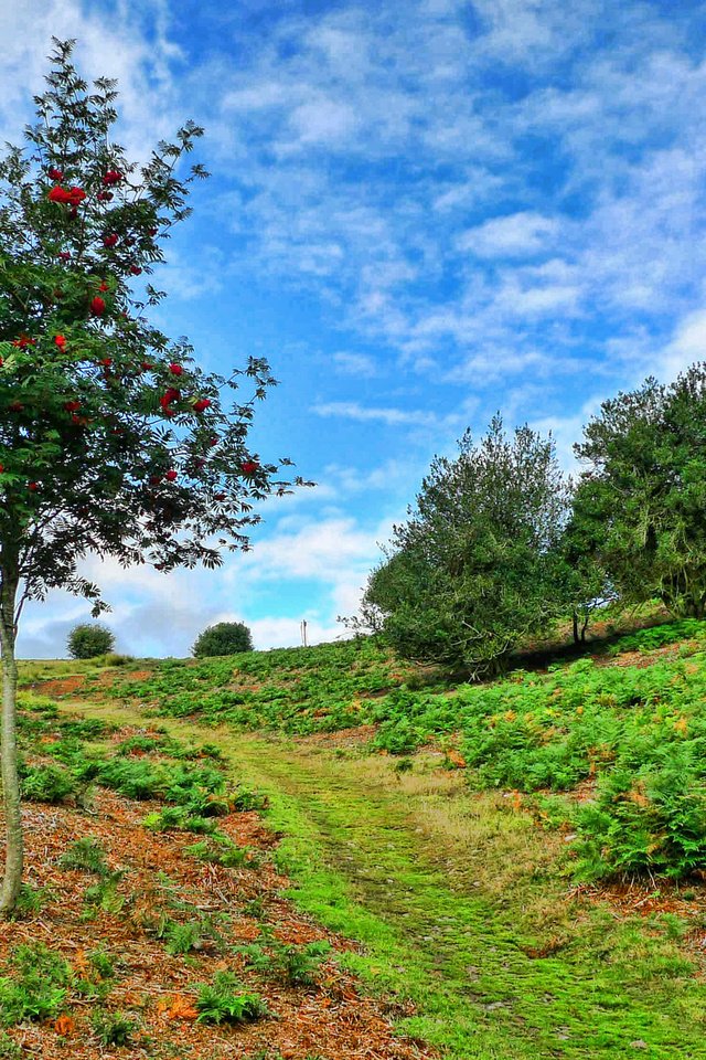 Обои небо, деревья, пейзаж, склон, тропинка, рябина, the sky, trees, landscape, slope, path, rowan разрешение 2880x1620 Загрузить