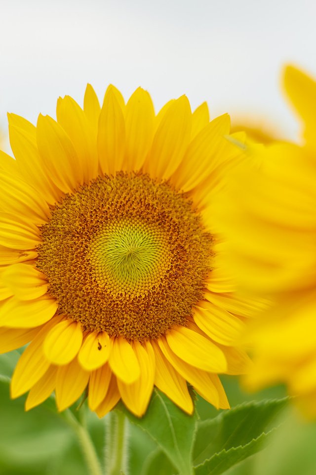 Обои поле, лето, подсолнухи, field, summer, sunflowers разрешение 2048x1365 Загрузить