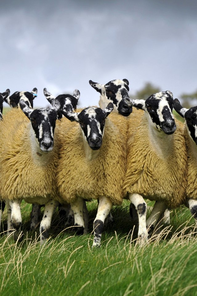 Обои собака, луг, англия, пастбище, овцы, dog, meadow, england, pasture, sheep разрешение 1920x1200 Загрузить