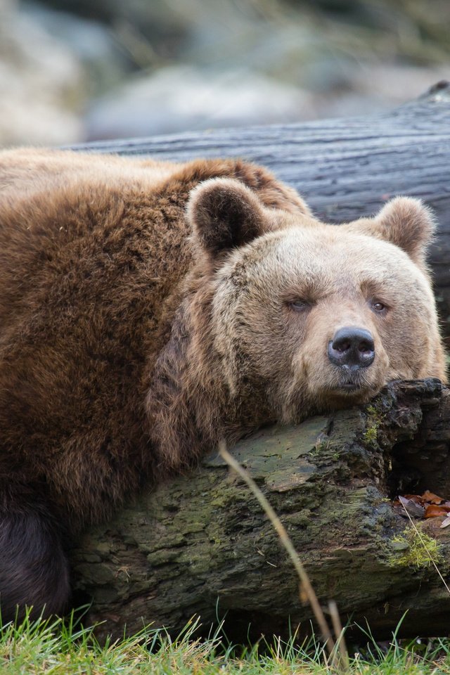 Обои дерево, медведь, отдыхает, отдых, ствол, дерева, медвед, tree, bear, resting, stay, trunk, wood разрешение 2048x1365 Загрузить