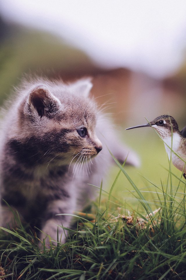 Обои трава, кошка, котенок, птица, клюв, перья, встреча, колибри, grass, cat, kitty, bird, beak, feathers, meeting, hummingbird разрешение 2048x1345 Загрузить