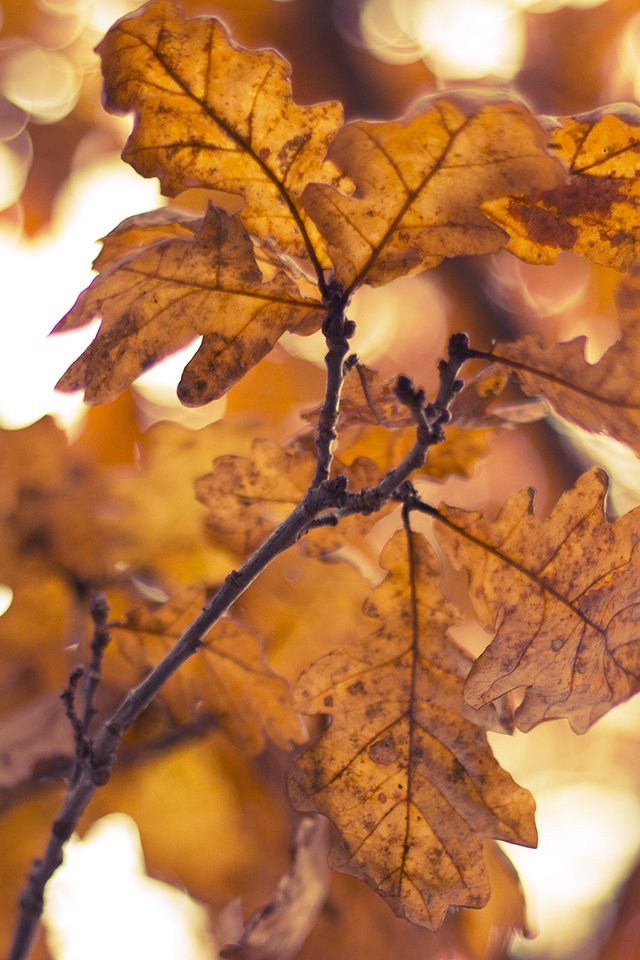 Обои желтый, листья, ветки, осень, yellow, leaves, branches, autumn разрешение 1920x1080 Загрузить