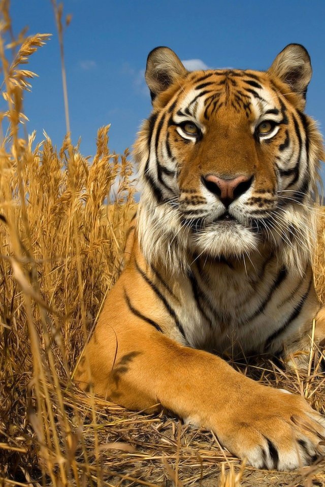 Обои тигр, небо, трава, природа, кошка, осень, степь, амурский тигр, tiger, the sky, grass, nature, cat, autumn, the steppe, the amur tiger разрешение 2560x1440 Загрузить