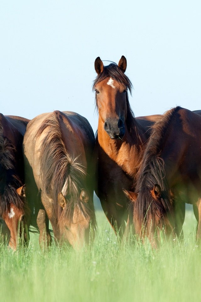 Обои небо, трава, лето, лошади, кони, коричневые, пасутся, шесть, the sky, grass, summer, horse, horses, brown, grazing, six разрешение 2880x1802 Загрузить