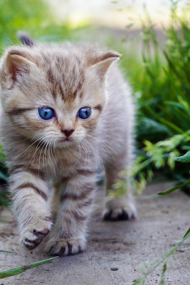 Обои трава, кошка, котенок, прогулка, малыш, голубые глаза, grass, cat, kitty, walk, baby, blue eyes разрешение 2560x1600 Загрузить