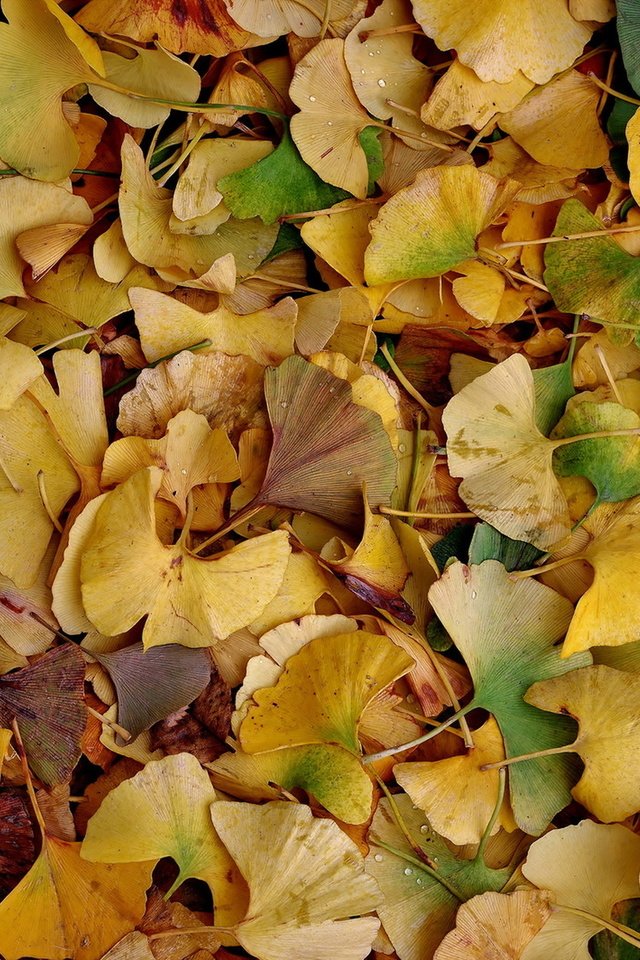 Обои природа, листья, осень, nature, leaves, autumn разрешение 1920x1277 Загрузить