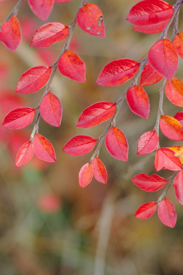 Обои ветка, природа, листья, осень, багрянец, осенние листья, branch, nature, leaves, autumn, the crimson, autumn leaves разрешение 2048x1365 Загрузить