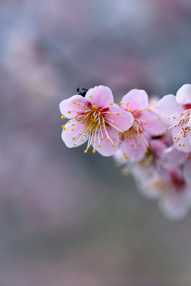 Обои цветы, ветка, фон, розовые, сакура, flowers, branch, background, pink, sakura разрешение 2048x1367 Загрузить