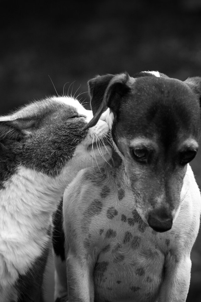 Обои кот, кошка, чёрно-белое, собака, дружба, друзья, cat, black and white, dog, friendship, friends разрешение 2048x1355 Загрузить