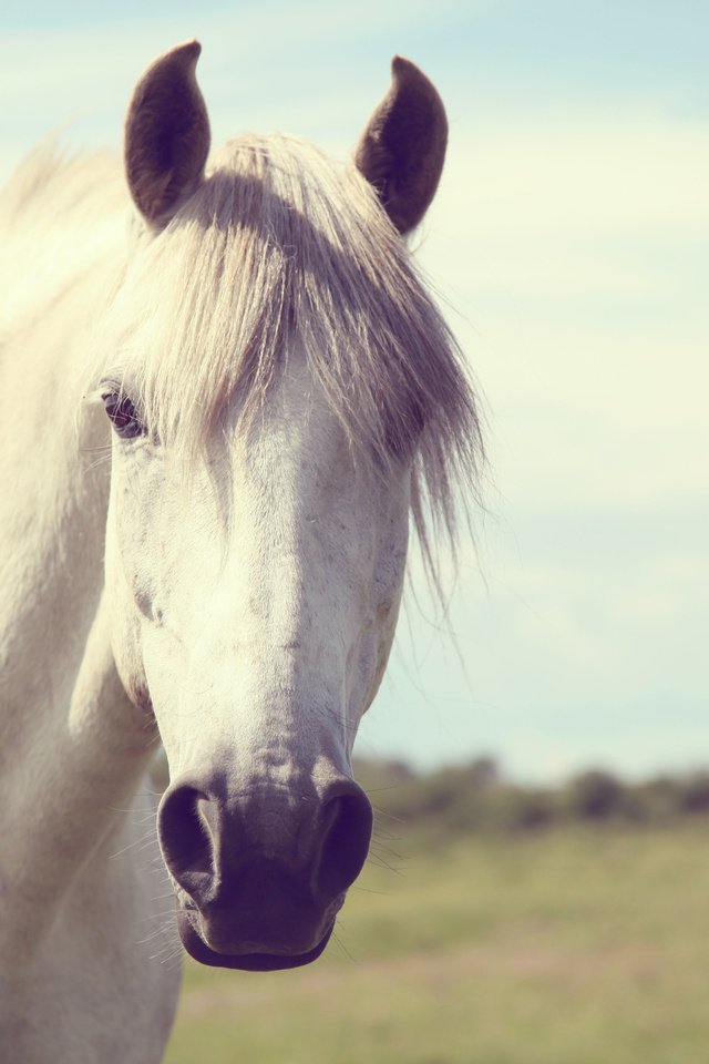 Обои морда, небо, лошадь, поле, взгляд, конь, грива, face, the sky, horse, field, look, mane разрешение 5616x3744 Загрузить