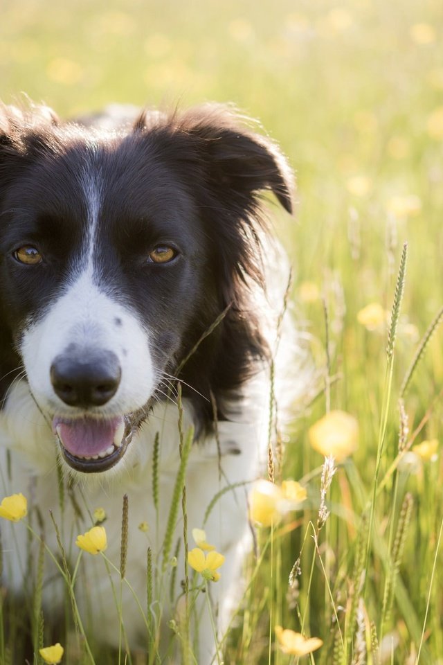 Обои цветы, лето, собака, луг, бордер-колли, flowers, summer, dog, meadow, the border collie разрешение 2048x1367 Загрузить