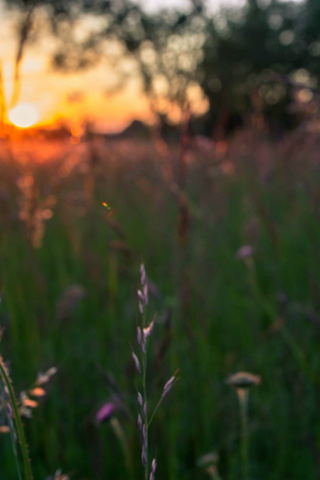 Обои цветы, трава, вечер, солнце, закат, поле, сиреневые, flowers, grass, the evening, the sun, sunset, field, lilac разрешение 1920x1200 Загрузить