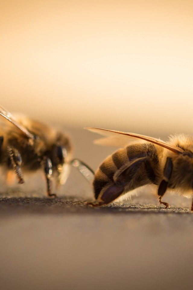 Обои природа, макро, крылья, насекомые, пчелы, усики, лапки, nature, macro, wings, insects, bees, antennae, legs разрешение 2560x1706 Загрузить