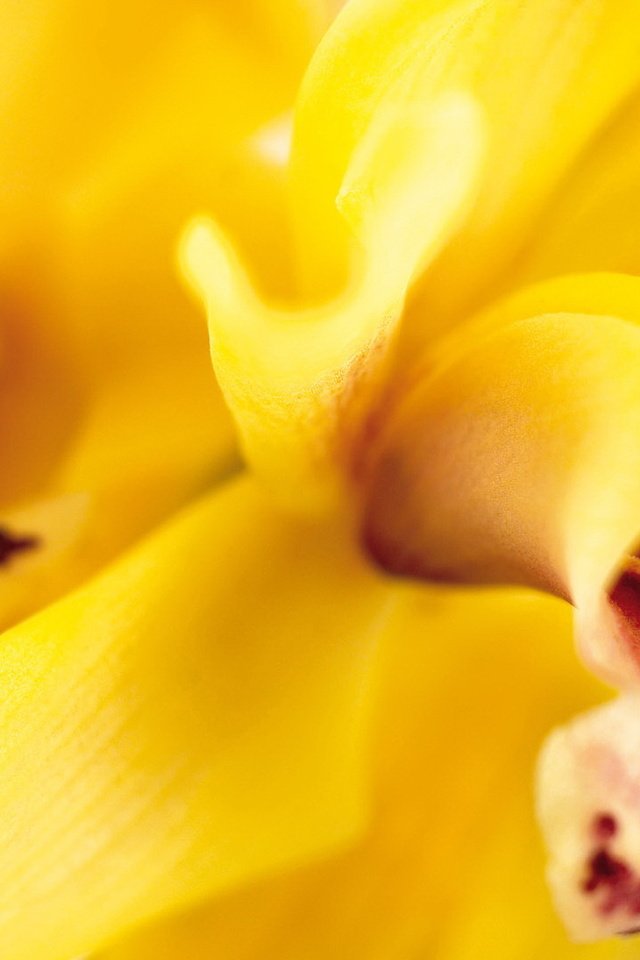 Обои цветы, лепестки, желтые, орхидеи, крупным планом, flowers, petals, yellow, orchids, closeup разрешение 1920x1080 Загрузить