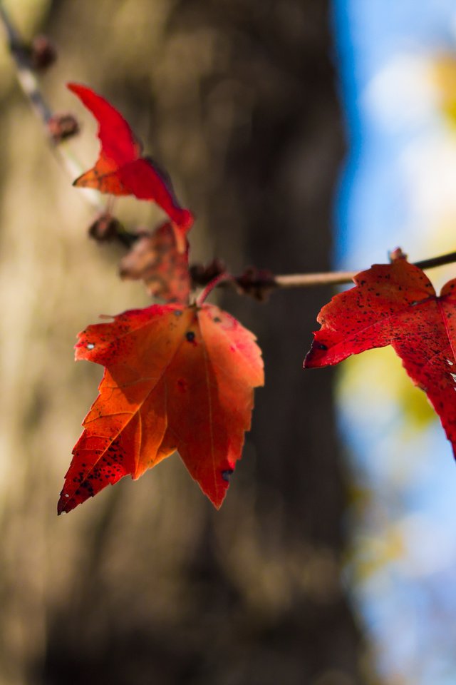 Обои природа, листья, осень, nature, leaves, autumn разрешение 4272x2848 Загрузить