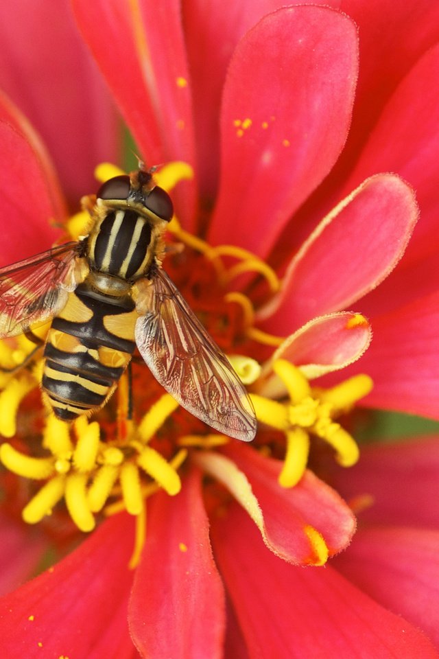 Обои цветок, пчела, опыление, цветком, flower, bee, pollination разрешение 3260x2230 Загрузить