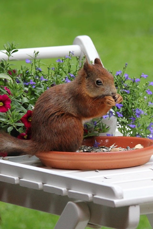 Обои семечки, белочка, грызет, на столике, seeds, squirrel, nibbles, on the table разрешение 1920x1200 Загрузить